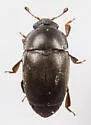 Black Pollen Beetle - photo 3