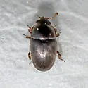 Black Pollen Beetle - photo 4