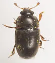 Black Pollen Beetle - photo 5