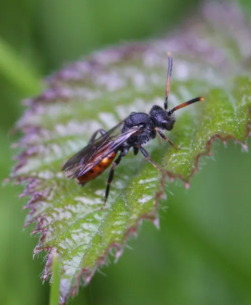 Fabricius' Nomad Bee