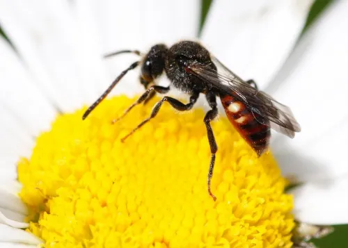 Fabricius' Nomad Bee - photo 2