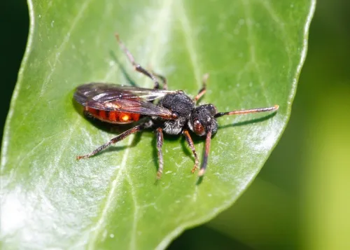 Fabricius' Nomad Bee - photo 3