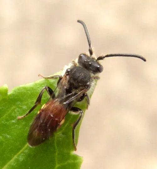 Fabricius' Nomad Bee - photo 4