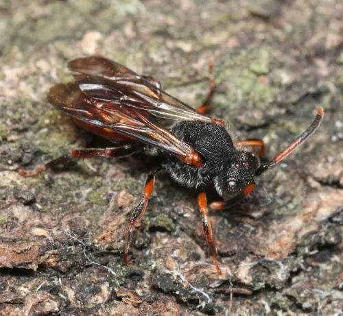 Fabricius' Nomad Bee - photo 5