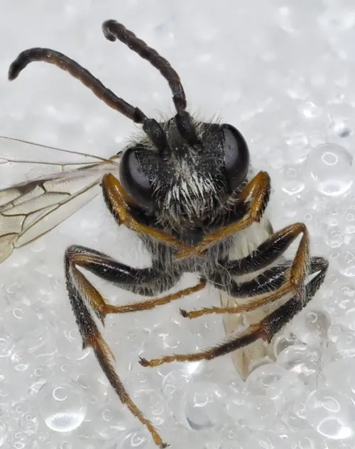 Fabricius' Nomad Bee - photo 6