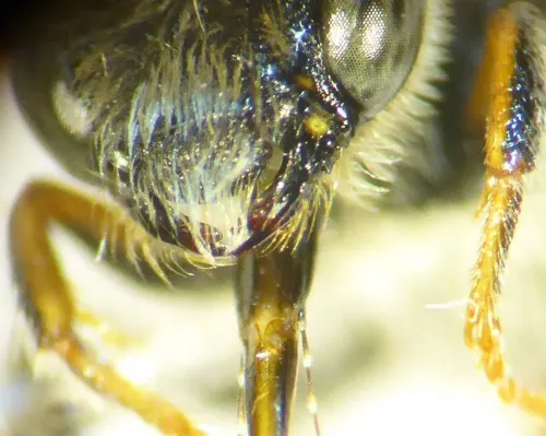 Fabricius' Nomad Bee - photo 7