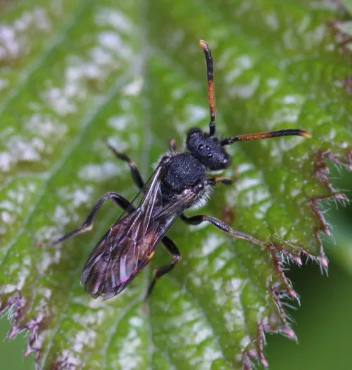 Fabricius' Nomad Bee - photo 8