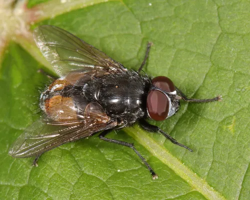 Face Fly