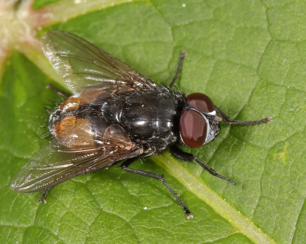 Face Fly - photo 2