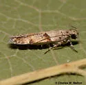 Palo Verde Webworm - Hodges#2206 - Faculta inaequalis
