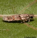 Palo Verde Webworm - Hodges#2206 - photo 2
