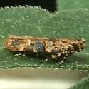 Palo Verde Webworm - Hodges#2206 - photo 3