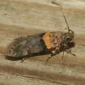Palo Verde Webworm - Hodges#2206 - photo 4