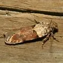 Palo Verde Webworm - Hodges#2206 - photo 5