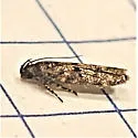 Faculta synthetica - Hodges#2206.1 - photo 4