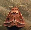 Marsh Fern Moth - Hodges#9629 - photo 2