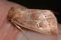 Marsh Fern Moth - Hodges#9629 - photo 3