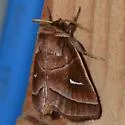 Marsh Fern Moth - Hodges#9629 - photo 4