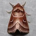 Marsh Fern Moth - Hodges#9629 - photo 5