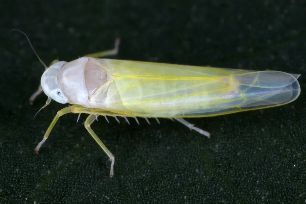 European Beech Leafhopper - photo 2