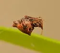 Faiditus cancellatus - photo 2