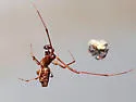 Faiditus cancellatus - photo 4