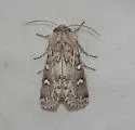 Fala ptychophora - Hodges#9788