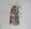 Fala ptychophora - Hodges#9788 - photo 2