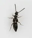 Falagria dissecta - photo 3