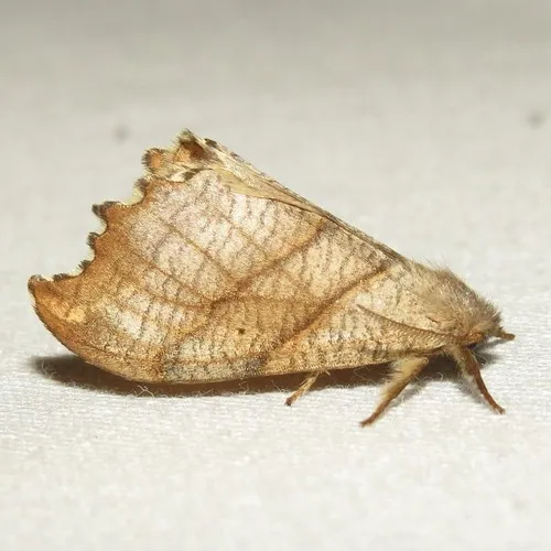 Two-lined Hooktip