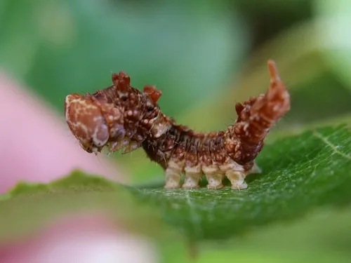 Two-lined Hooktip - photo 5