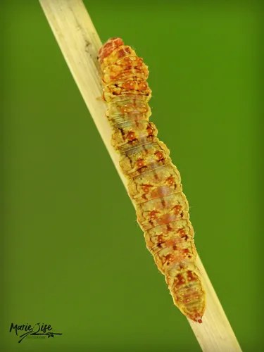Two-lined Hooktip - photo 7