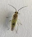 Falconia maculipennis - Falconia maculipennis