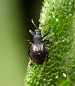 Fallapion anceps