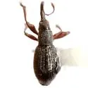 Fallapion erraticum