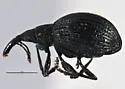 Fallapion funereum