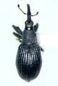 Fallapion melanarium