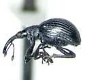 Fallapion melanarium - photo 2