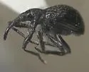 Fallapion melanarium - photo 3