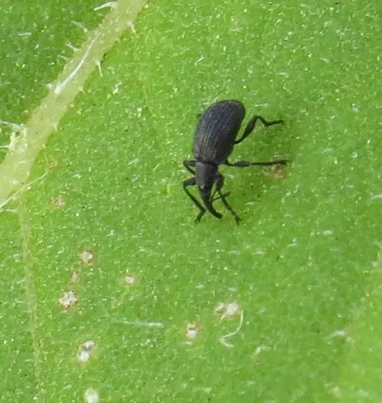 Black Sunflower Stem Weevil - Fallapion occidentale