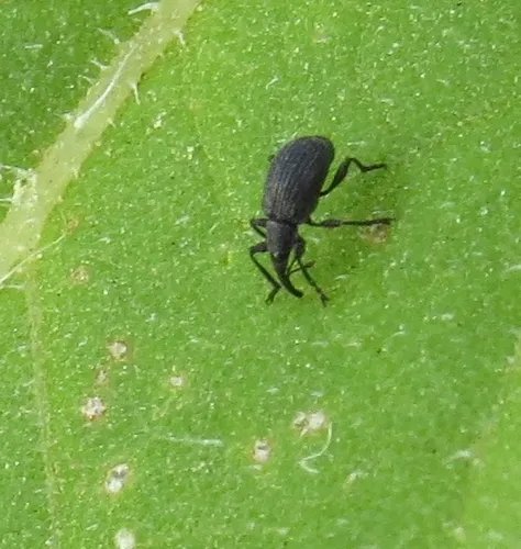Black Sunflower Stem Weevil - photo 2