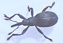 Fallapion pensylvanicum - Fallapion pensylvanicum