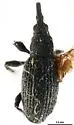 Fallapion speculiferum - photo 4