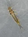 Fallceon quilleri