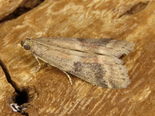Ephestia woodiella