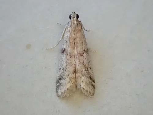 Ephestia woodiella - photo 2