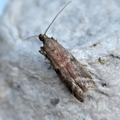 Ephestia woodiella - photo 3