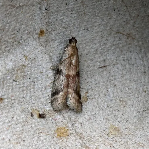 Ephestia woodiella - photo 4