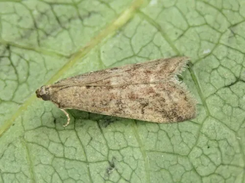 Ephestia woodiella - photo 5