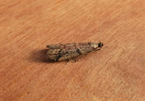 Ephestia woodiella - photo 6